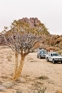 kokerboom