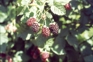 Berries
