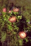 Proteas